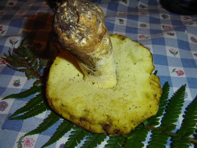 Appendiculatus?